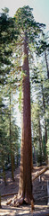 Huge Sequia tree large the Sequia National Park, California