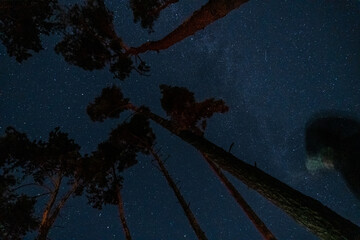 Night sky with visible stars in a remote location where you can see tree tops