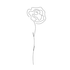 Rose line drawing, vector illustration