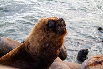 sea lion in the sanctuary