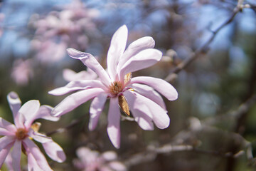Fototapeta premium White and link flower hanging off a branch