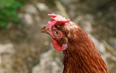 Brown chicken farm animal portrait