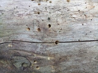 texture of old wood eaten by bark beetles