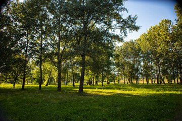 Green Bundel lake woods, beautiful park area on the banks of Sava river in Zagreb city, Croatia
