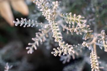 Wormwood. A large genus of herbaceous or semi-shrub plants in the Asteraceae family