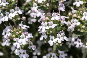 Flowers of Orange-scented Thyme (Thymus fragrantissimus)