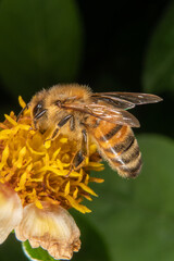 Bee on a flower