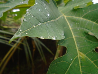 dew on leaf