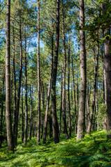 Obraz premium magnificent landscapes of the Landes forest in the south west of France