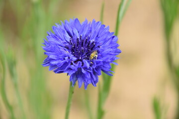beautiful colorful virginia wildflowers blue and purple close up