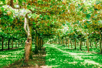 Kiwifruit farm