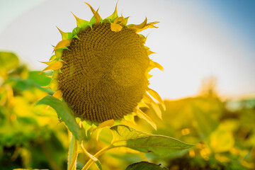 sunflowers lit by the sunset alone