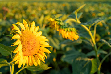 sunflowers lit by the sunset alone