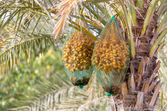 Bunch of unripe dates on a palm tree, closeup