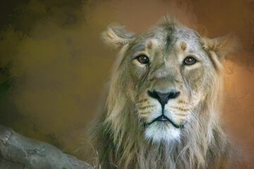 closeup of a lion