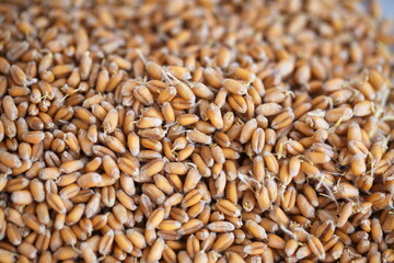 Dried grain wheat sprouts close up