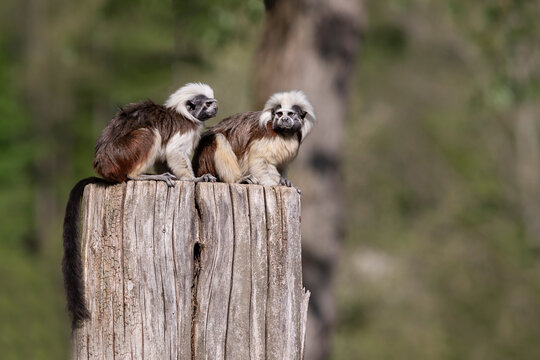 Saguinus oedipus - Tamarin Pinscher - a little cute monkey is on a green tree.