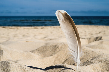lonely bird feather stuck in the sand on the beach by the Baltic Sea