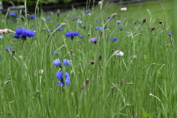 beautiful colorful virginia wildflowers blue and purple close up