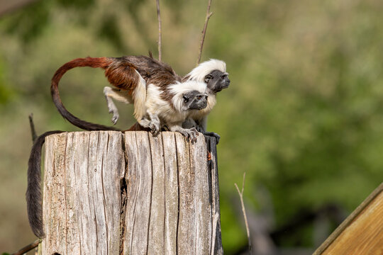 Saguinus oedipus - Tamarin Pinscher - a little cute monkey is on a green tree.