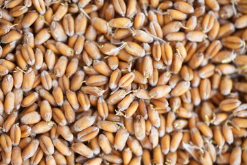 Dried grain wheat sprouts close up