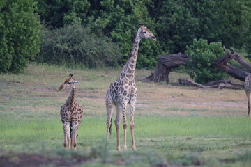 Wild African Giraffes by the Chobe River in Botswana
