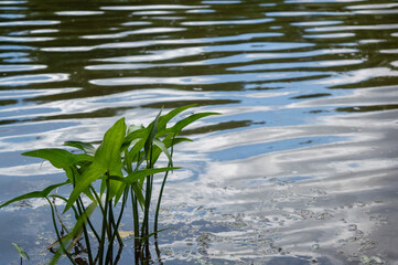green grass and water