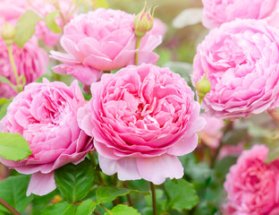 A beautiful fragrant pink english tea rose with sunlight, Blooming David Austin roses in English garden, Soft focus of Pink flowers for summer in to autumn season for the garden or containers