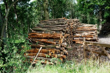 Big stack of wood in forest