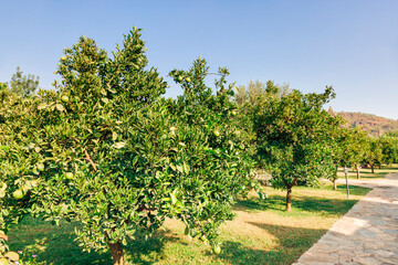 Fototapeta na wymiar Orange orchard with footpath - Cirali, Antalya Province, Turkey, Asia