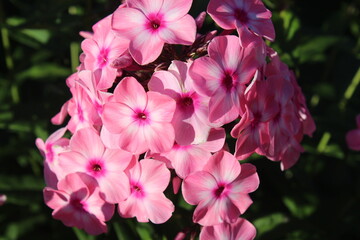 Пышные цветы - флоксы