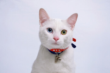 Fototapeta premium Chat