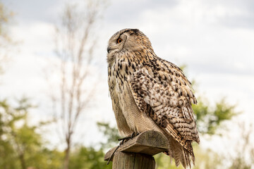 Great Siberian Owl - Bubo bubo sibiricus - falconry on a green meadow in sunny weather.