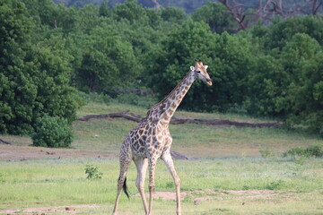 Wild African Giraffes by the Chobe River in Botswana