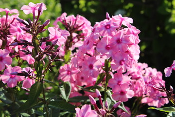 Очаровательные флоксы