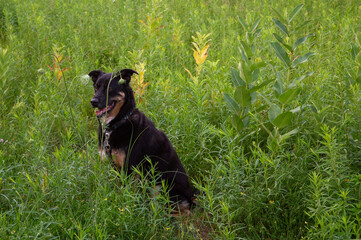 german shepard dog in grass