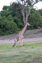 Wild African Giraffes by the Chobe River in Botswana