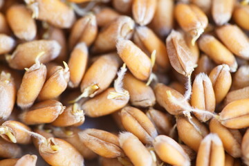 Dried grain wheat sprouts close up