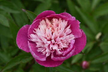 Gorgeous purple and pink peony in daylight isolated and in field