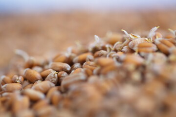 Dried grain wheat sprouts close up