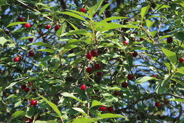Вишнёвое дерево