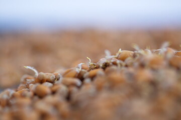 Dried grain wheat sprouts close up