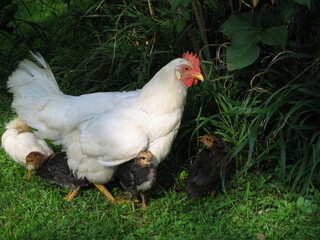 Federvieh