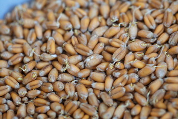 Dried grain wheat sprouts close up
