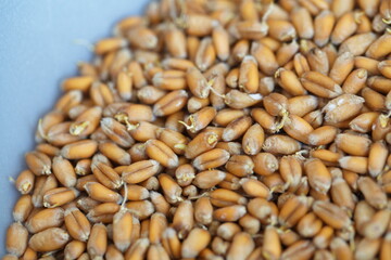 Dried grain wheat sprouts close up