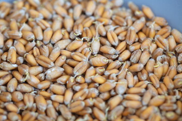 Dried grain wheat sprouts close up