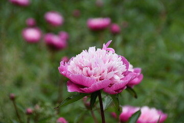 Gorgeous purple and pink peony in daylight isolated and in field