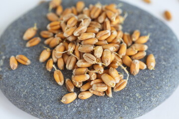 Dried grain wheat sprouts close up