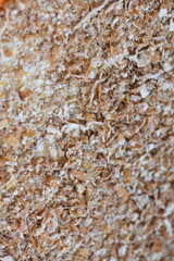 Obraz premium Dried grain wheat sprouts close up