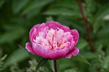 Gorgeous purple and pink peony in daylight isolated and in field